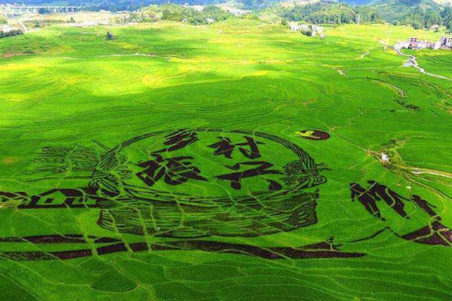 鄉(xiāng)村振興與智慧農(nóng)業(yè)的發(fā)展息息相關(guān)？