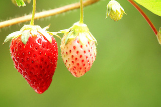 陽(yáng)臺(tái)種植盆栽草莓，做好4個(gè)關(guān)鍵點(diǎn)，坐等吃又大又甜的草莓吧！