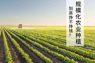 規(guī)?；r(nóng)業(yè)種植不賺錢？別鬧了，那是你不會經(jīng)營導(dǎo)致的