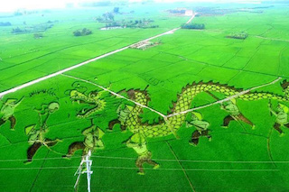 做好以下五點(diǎn)，特色農(nóng)業(yè)的發(fā)展怎能不“特色”！