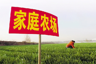 家庭農(nóng)場(chǎng)僅是種地嗎？不是的，千萬(wàn)不要搞混了！