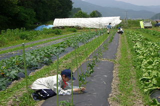 對(duì)比美國和日本農(nóng)業(yè)發(fā)展，中國農(nóng)業(yè)路在何方？